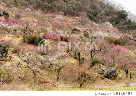 神奈川県湯河原梅林(幕山公園)の梅が咲く時期 神奈川県湯河原梅林(幕山公園)の梅が咲く時期 99116497