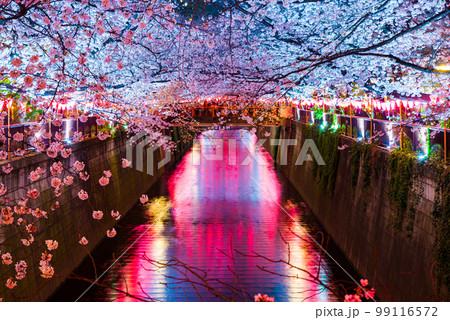 目黒川の夜桜ライトアップ_春_満開_東京都目黒区中目黒の写真