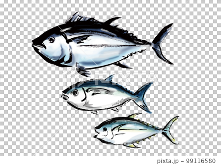 マグロの品種別手描き和風イラスト和風素材 99116580