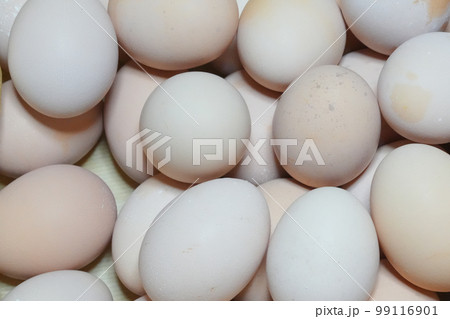 名古屋コーチン卵 99116901