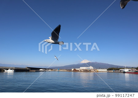カモメ舞う駿河湾から望む富士山 99117247