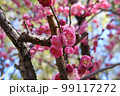 小さく可憐な梅の花 99117272