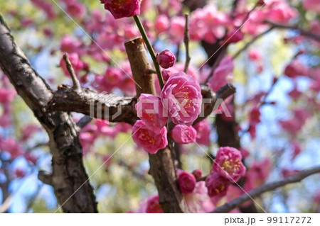 小さく可憐な梅の花 小さく可憐な梅の花 99117272