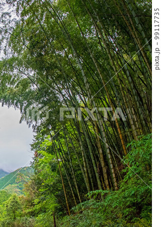 竹林（縱向構圖）-照片素材（圖片） [99117735] - PIXTA圖庫