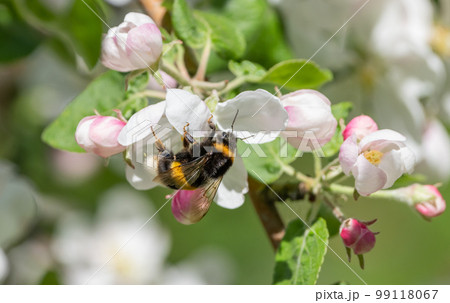 A shaggy bumblebee sits on the flower of a blooming apple tree collecting nectar and pollinating plants on a sunny spring morning A shaggy bumblebee sits on the flower of a blooming apple tree collecting nectar and pollinating plants on a sunny spring morning 99118067