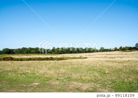 広々とした芝生と木々が並ぶ大きな公園 ロンドン郊外にて 広々とした芝生と木々が並ぶ大きな公園 ロンドン郊外にて 99118109