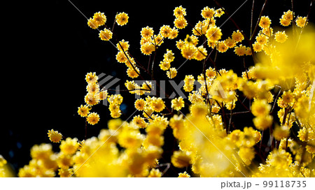 愛知県新城市のミツマタ群生地 99118735