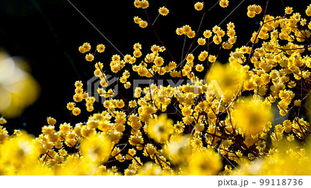 愛知県新城市のミツマタ群生地 99118736