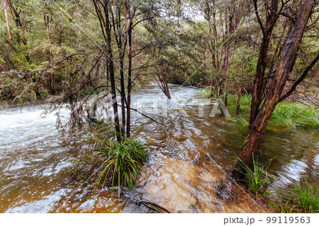 Little Peninsula Tunnel in Warburton Australia Little Peninsula Tunnel in Warburton Australia 99119563