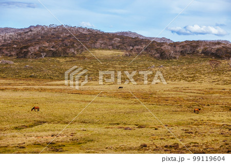 Snowy Mountains View on Cascade Hut Trail in Australia 99119604