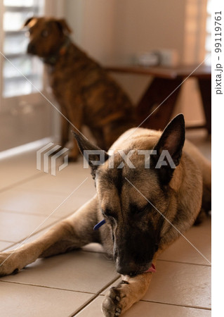 Problems of two dogs being together in one house. Dog leader. Selective focus. 99119761