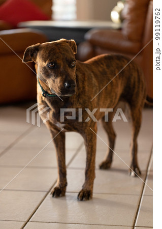 Scared dog staying on the tiled floor in a house. Guilty dog. 99119762
