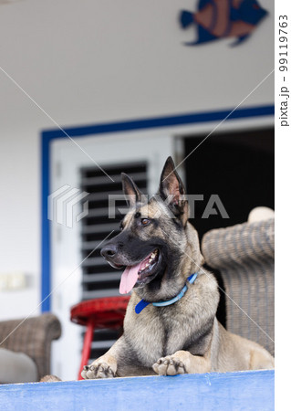 Portrait of Shepherd dog. Dog guarding on the porch. 99119763