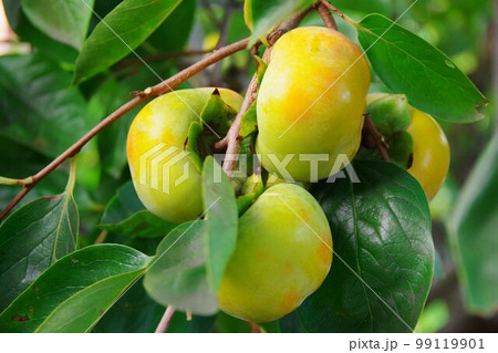 未熟の柿 未熟の柿 99119901