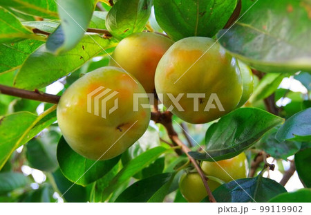 未熟の柿 99119902