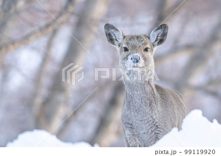 鹿が雪に顔を突っ込み鼻が雪まみれ 鹿が雪に顔を突っ込み鼻が雪まみれ 99119920