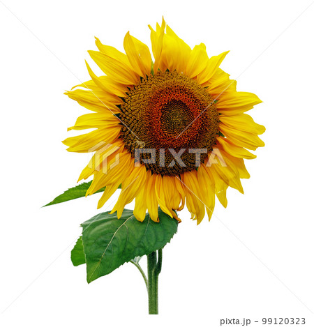 Sunflower on white Sunflower on white 99120323