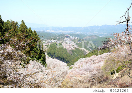 吉野山 上千本19 99121262