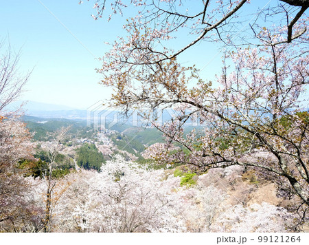 吉野山 上千本20 99121264