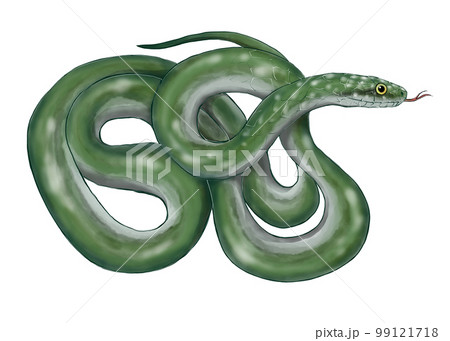 アオダイショウのイラスト 99121718