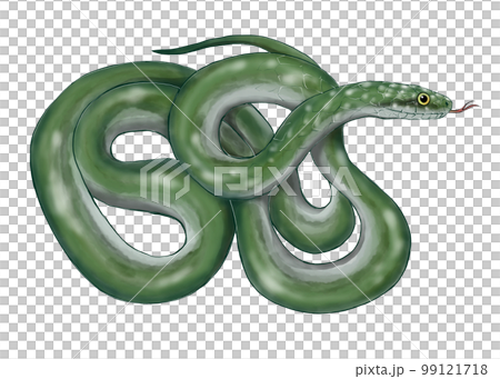青大將的插圖 99121718
