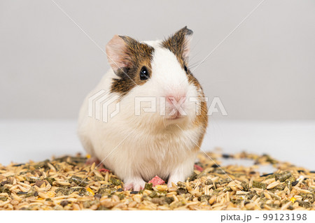 A small guinea pig sits near the feed on a white background. 99123198