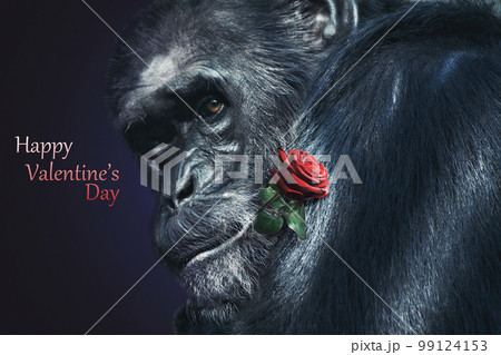Wild gorilla with rose flower in the mouth. Valentine's Day gift. Wild gorilla with rose flower in the mouth. Valentine's Day gift. 99124153