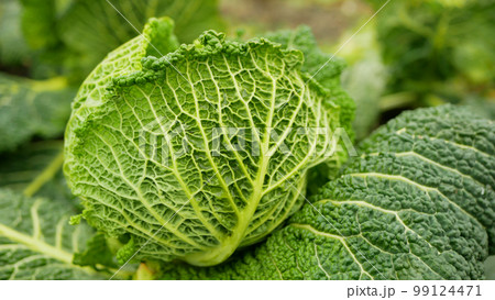Savoy cabbage field bio detail leaves leaf heads Brassica oleracea sabauda close-up land root crop vegetable farm plantation farming harvest cultivated garden stem head growing Europe Savoy cabbage field bio detail leaves leaf heads Brassica oleracea sabauda close-up land root crop vegetable farm plantation farming harvest cultivated garden stem head growing Europe 99124471