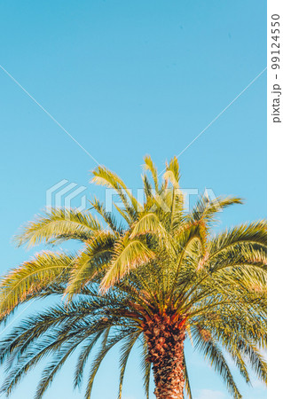Tropical palm tree againt blue sky, copy space 99124550