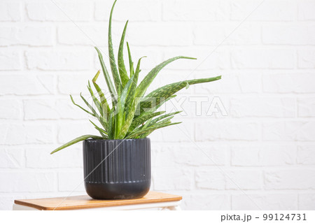 Aloe Vera is a useful medicinal plant in interior on whtite brick wall. Potted house plants, green home decor, care and cultivation Aloe Vera is a useful medicinal plant in interior on whtite brick wall. Potted house plants, green home decor, care and cultivation 99124731