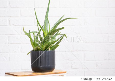Aloe Vera is a useful medicinal plant in interior on whtite brick wall. Potted house plants, green home decor, care and cultivation Aloe Vera is a useful medicinal plant in interior on whtite brick wall. Potted house plants, green home decor, care and cultivation 99124732