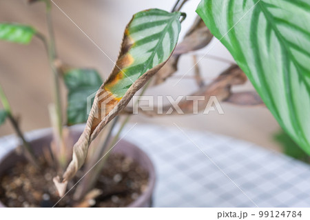 Problems in the cultivation of domestic plants - Calathea leaves affected by a spider mite, yellow and dry tips, the overflow of the plant, rotting of the roots. Plant treatment and pest and fungus Problems in the cultivation of domestic plants - Calathea leaves affected by a spider mite, yellow and dry tips, the overflow of the plant, rotting of the roots. Plant treatment and pest and fungus 99124784
