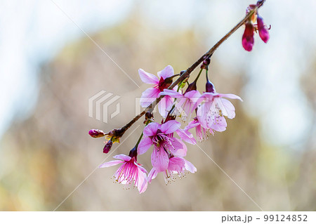 Beautiful Wild Himalayan Cherry Blooming pink Prunus cerasoides flowers at Phu Lom Lo Loei and Phitsanulok of Thailand Beautiful Wild Himalayan Cherry Blooming pink Prunus cerasoides flowers at Phu Lom Lo Loei and Phitsanulok of Thailand 99124852