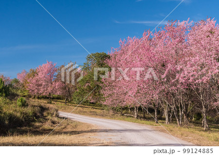 landscape of Beautiful Wild Himalayan Cherry Blooming pink Prunus cerasoides flowers at Phu Lom Lo Loei and Phitsanulok of Thailand landscape of Beautiful Wild Himalayan Cherry Blooming pink Prunus cerasoides flowers at Phu Lom Lo Loei and Phitsanulok of Thailand 99124885