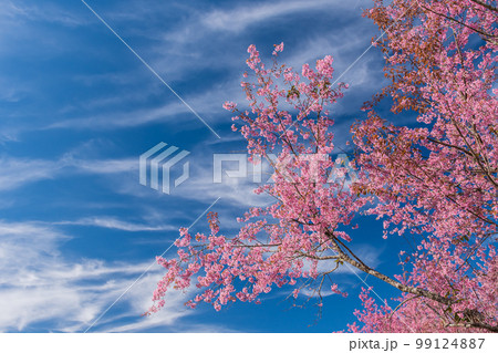 landscape of Beautiful Wild Himalayan Cherry Blooming pink Prunus cerasoides flowers at Phu Lom Lo Loei and Phitsanulok of Thailand 99124887