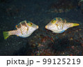Valentines Puffers, Canthigaster valentini 99125219