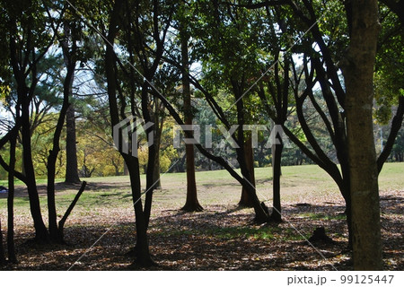 自然公園の風景 自然公園の風景 99125447