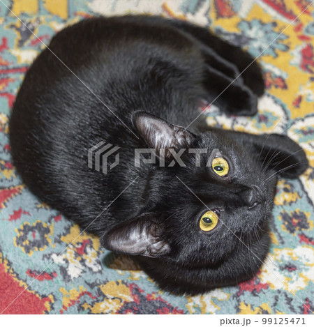 a black cat is lying on a multicolored carpet. top view a black cat is lying on a multicolored carpet. top view 99125471