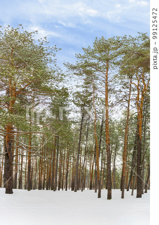 pine forest in winter against the blue sky 99125472