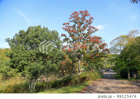 色づくナンキンハゼの葉 色づくナンキンハゼの葉 99125474
