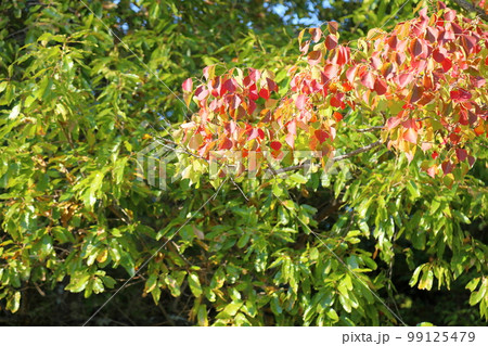 色づくナンキンハゼの葉 色づくナンキンハゼの葉 99125479