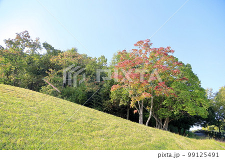 色づくナンキンハゼの葉 色づくナンキンハゼの葉 99125491
