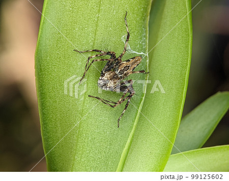 Big jumping spider on a leaf getting ready to pounce on prey in the form of insects 99125602