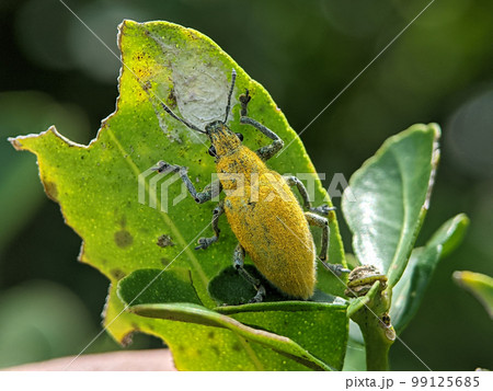 Yellow weevil on a green leaf. Weevil, a tiny beetle that does enormous damage to growing plants and stored grains. Yellow weevil on a green leaf. Weevil, a tiny beetle that does enormous damage to growing plants and stored grains. 99125685
