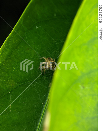Jumping spider Euophrys frontalis. The Euophrys frontalis is a genus of jumping spiders of the family Salticidae. Jumping spider Euophrys frontalis. The Euophrys frontalis is a genus of jumping spiders of the family Salticidae. 99125709