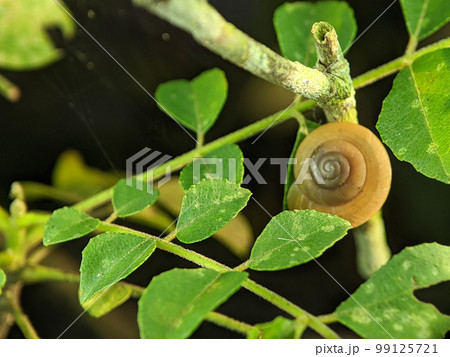 A snail is, in loose terms, a shelled gastropod. The name is most often applied to land snails, terrestrial pulmonate gastropod molluscs. 99125721