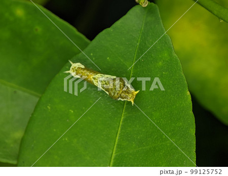 Close shot of the common mormon caterpillar on a green leaf. Close shot of the common mormon caterpillar on a green leaf. 99125752