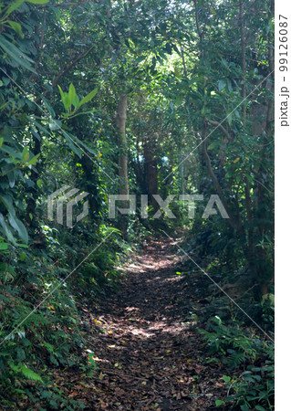 伊豆大島　泉津の切通し 99126087