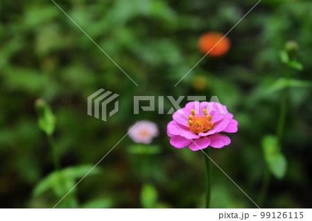 我が家の庭先に咲く百日草 我が家の庭先に咲く百日草 99126115