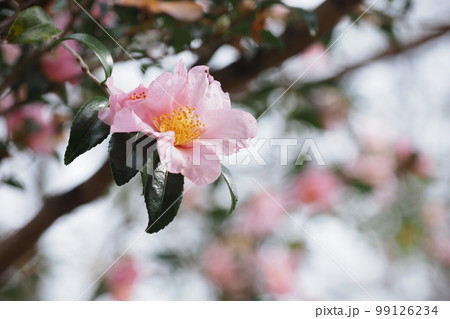 ピンクの山茶花の花 ピンクの山茶花の花 99126234